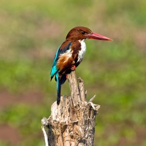 Bird Watching Tour in Nepal